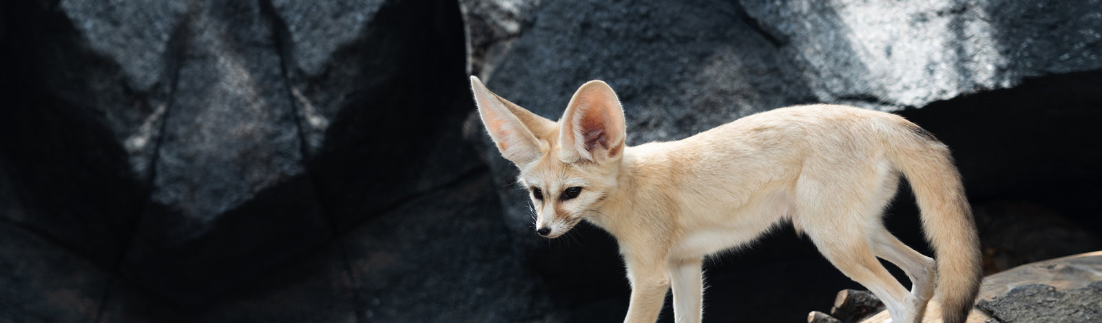 domestic fennec foxes