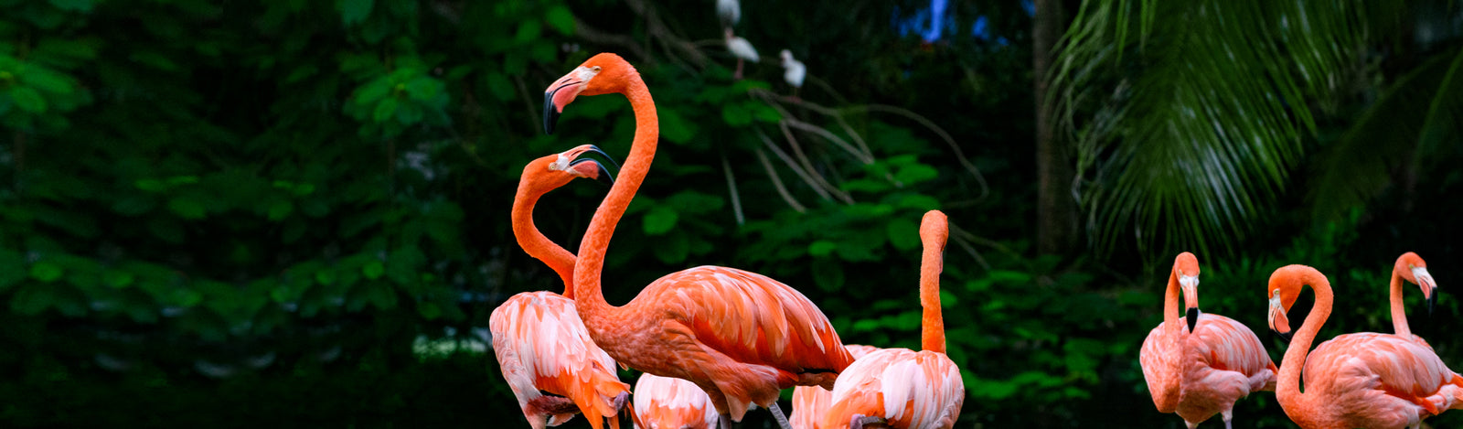 Kit de Talheres Zoo Flamingo