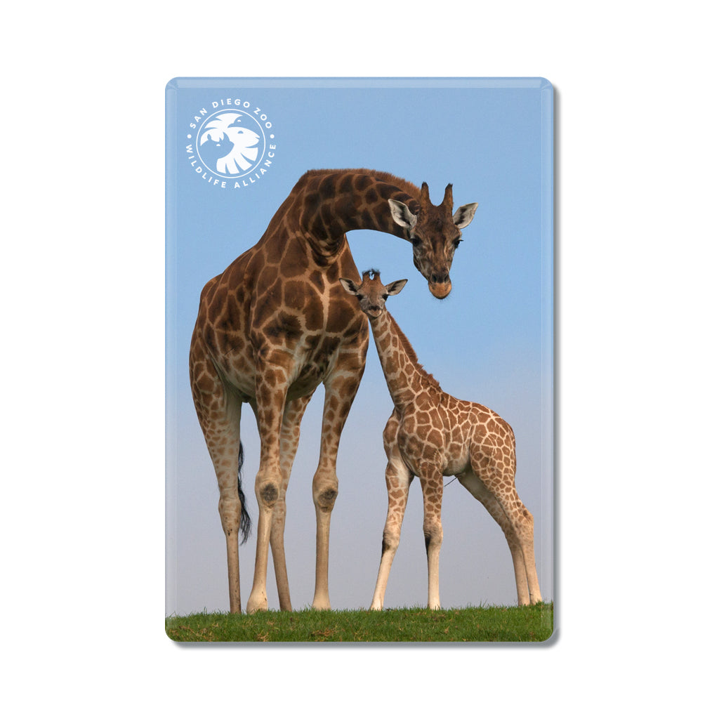 magnet giraffe mom and baby calf safari park
