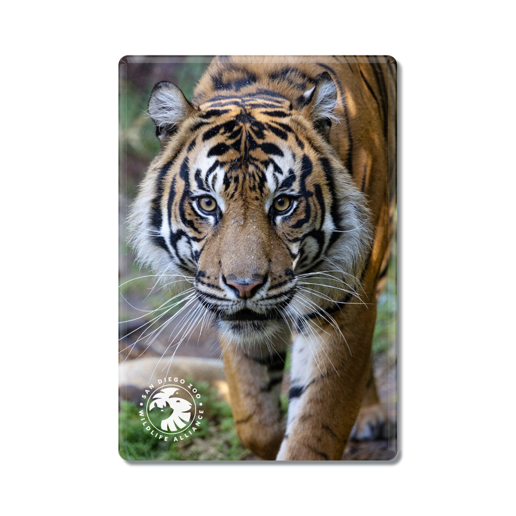 prowling tiger magnet san diego zoo logo