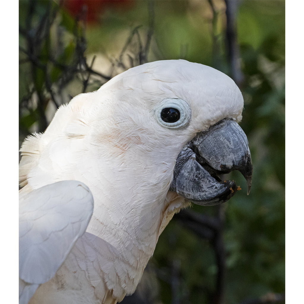 Max the Salmon-crested Cockatoo at the San Diego Zoo Safari Park