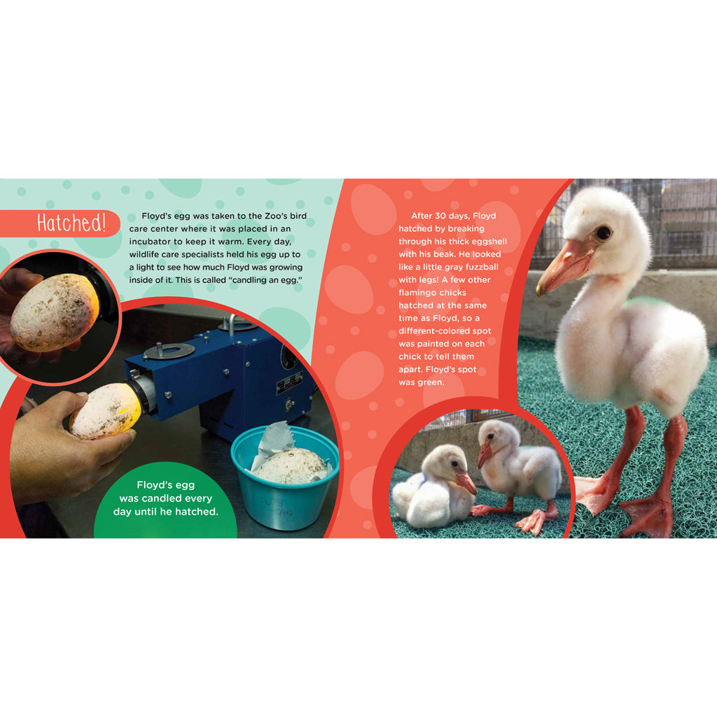 Fabulous Floyd: The True Story of a Flamingo Who Never Gave Up