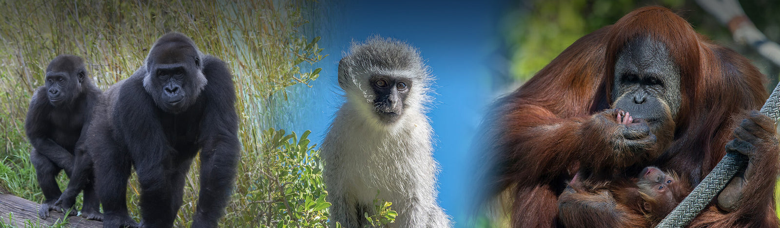 Primates Merchandise Collection