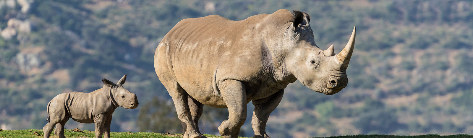 Rhinos Merchandise Collection