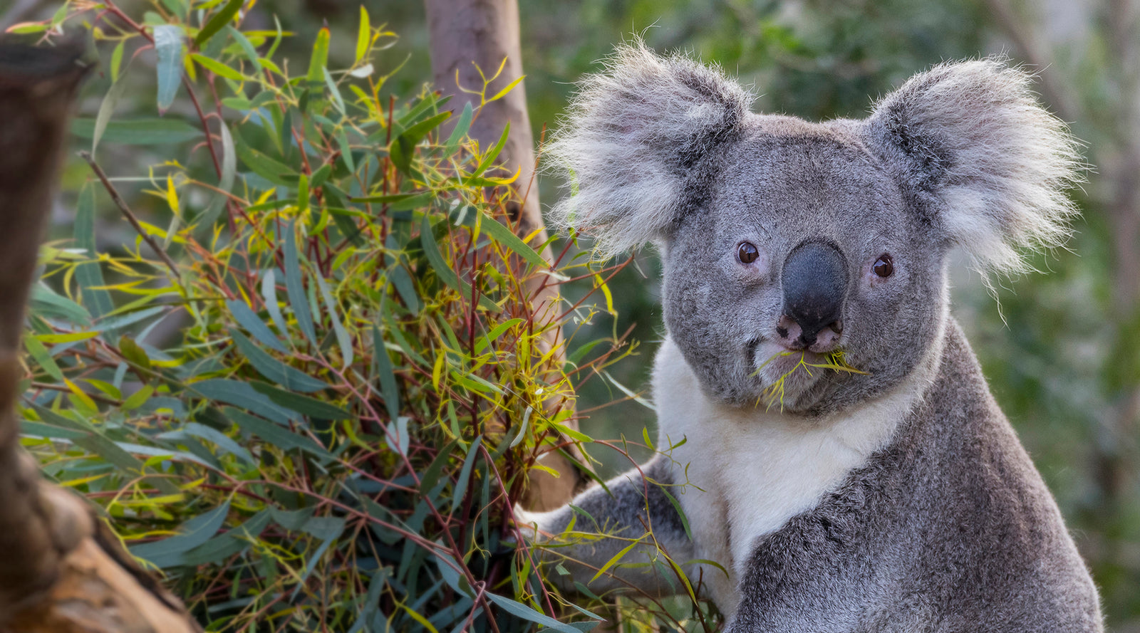 Koala sitting among eucalyptus leaves at the San Diego Zoo.