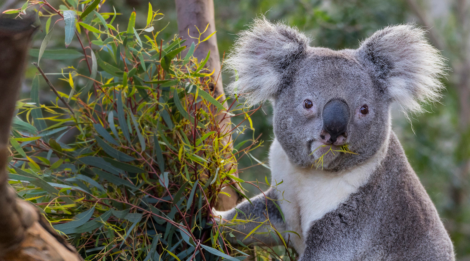 Koala sitting among eucalyptus leaves at the San Diego Zoo.