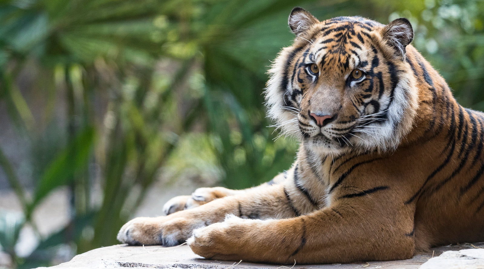 A close-up photograph of a tiger lying down at the San Diego Zoo Safari Park, with its front paws extended and looking directly toward the camera, set against a blurred green natural background.