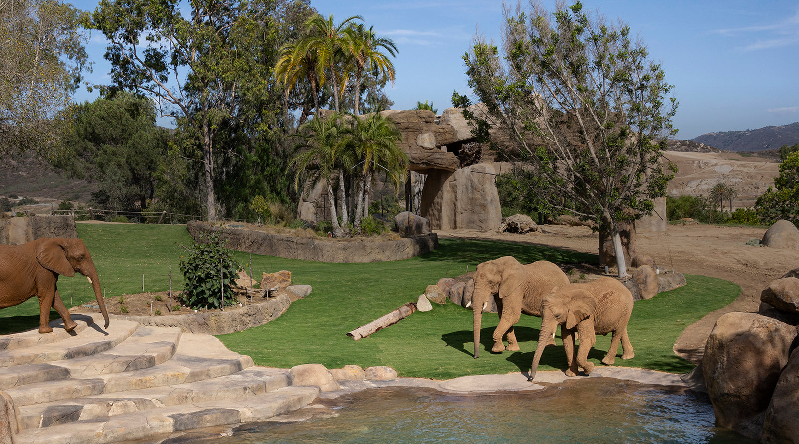 Elephant Herd at the Safari Park's Elephant Valley