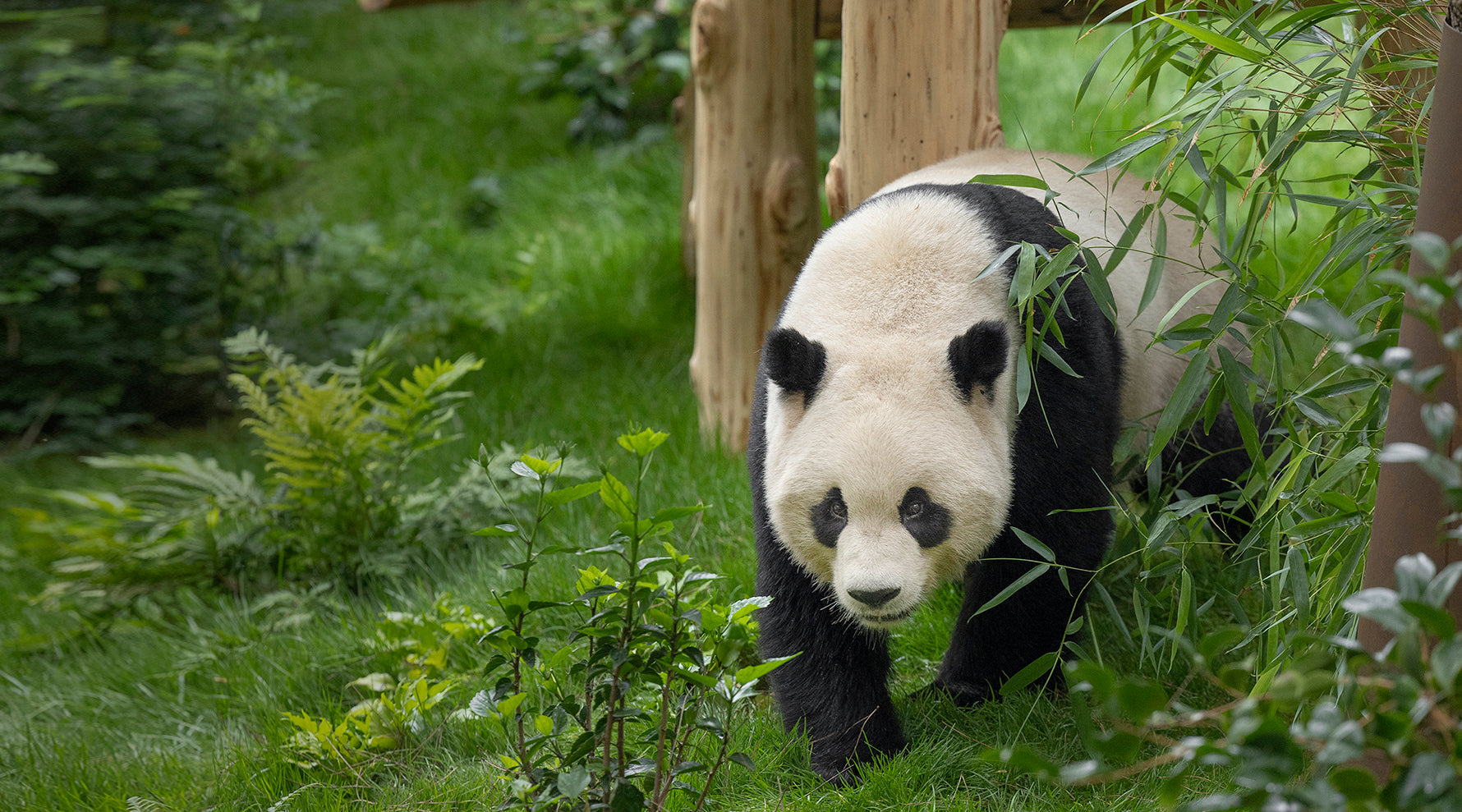 Yun Chuan at the San Diego Zoo's Panda Ridge