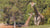 Giraffes at the San Diego Zoo Safari Park