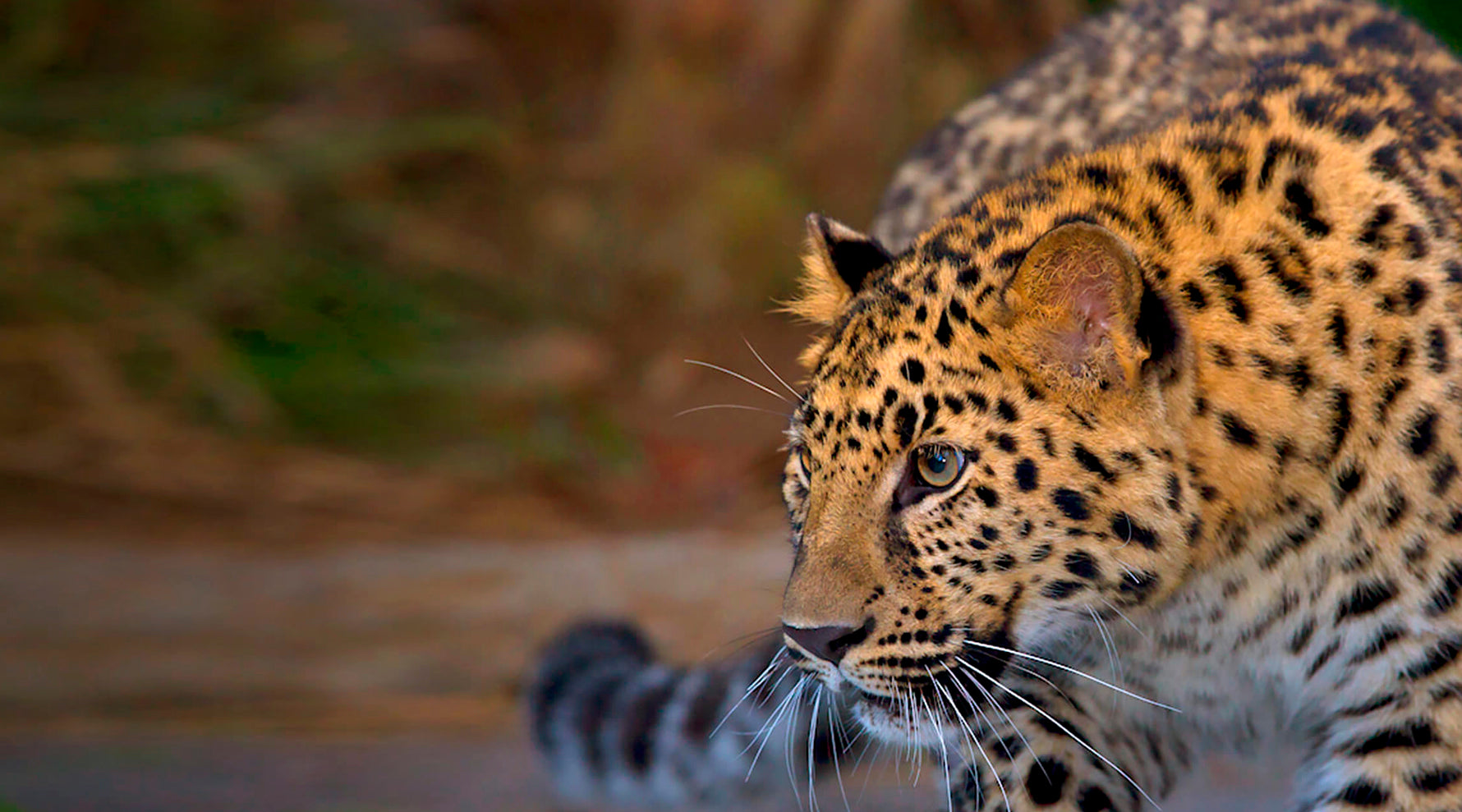 Leopard at the San Diego Zoo