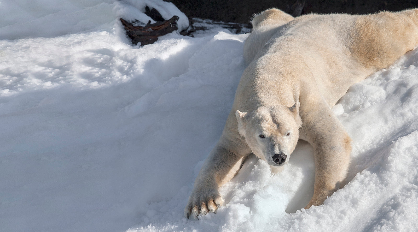 Polar bear lying on a snowy surface.