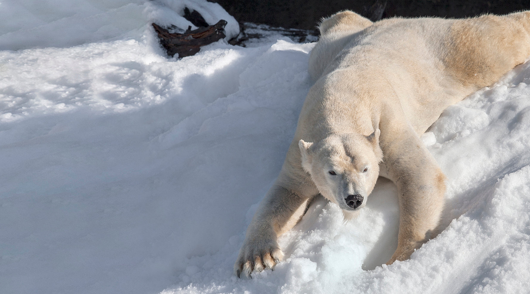 Polar bear lying on a snowy surface.