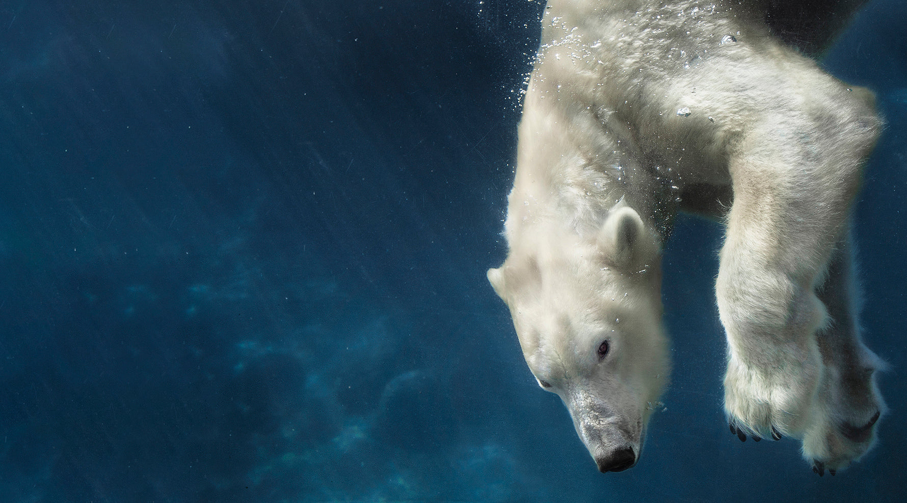 Polar Bear Diving