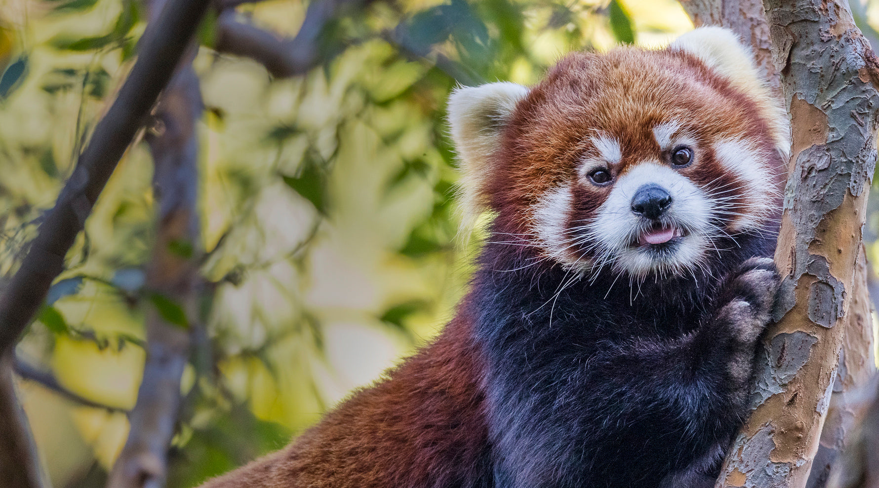 Red Panda at the San Diego Zoo
