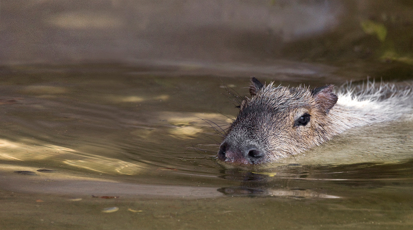 Capybara swimming in water at the San Diego Zoo.
