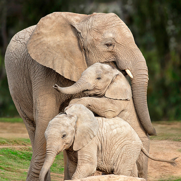 Elephant Family at the San Diego Zoo Safari Park