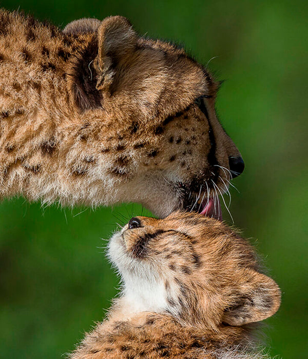 Cheetah Mom and Cub