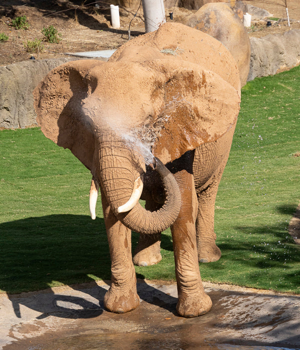 Elephant spraying water with its trunk at the San Diego Zoo Safari Park's Denny Sanford Elephant Valley.