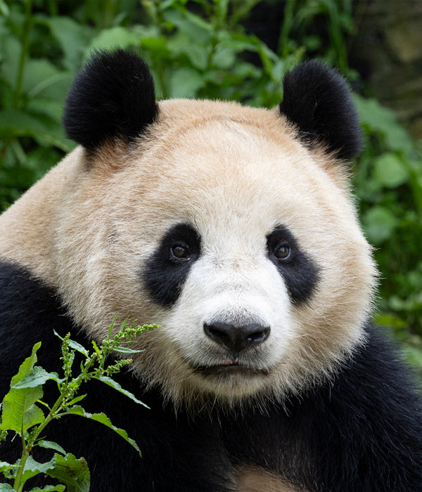 Xin Bao at the San Diego Zoo's Panda Ridge