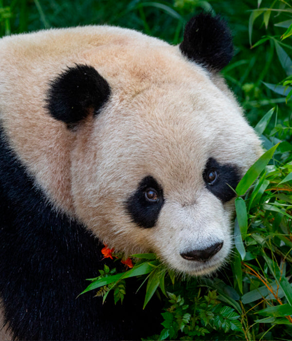 Giant Panda Yun Chuan at the San Diego Zoo