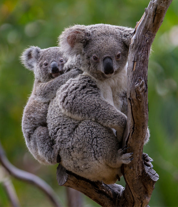 Koala mom and joey sitting on a branch at the San Diego Zoo.