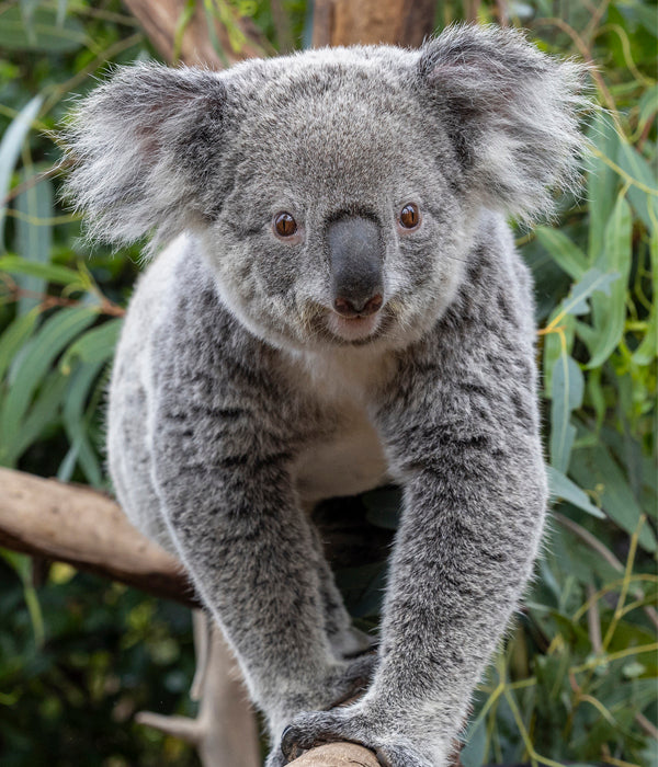 Koala at the San Diego Zoo
