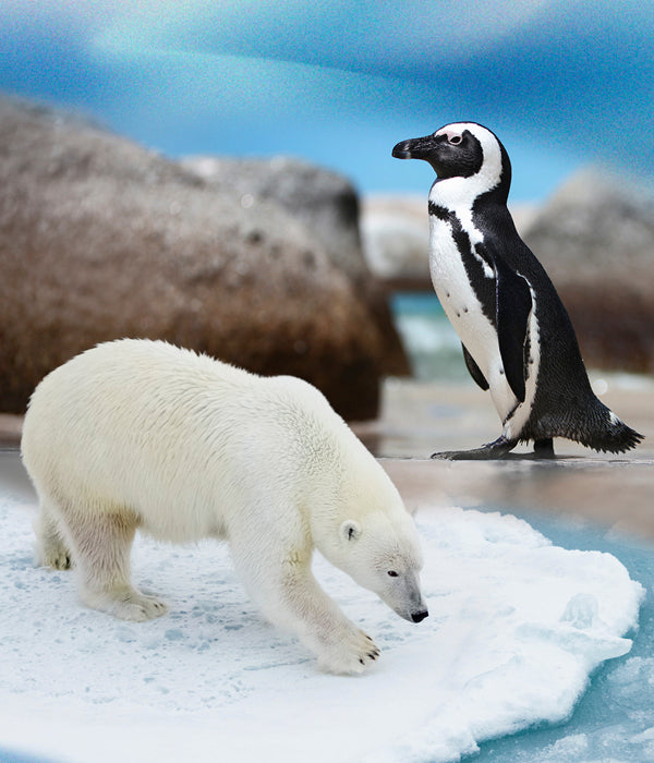 Ocean Wildlife African Penguin and Polar Bear