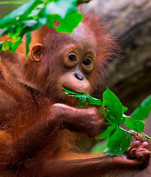 https://shopzoo.com/cdn/shop/files/SZ_Newsletter_Pop-Up_600x700px_Orangutan_Baby_600x.jpg?v=1703264564