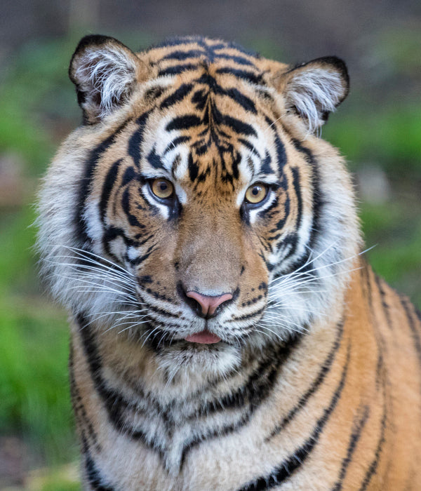 Tiger at the San Diego Zoo Safari Park