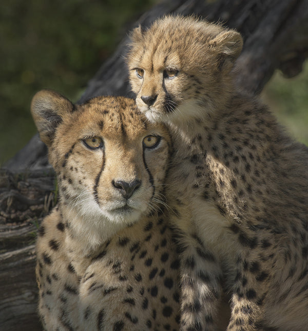 A close-up photograph of a cheetah mother and cub sitting together at the San Diego Zoo Safari Park. Both animals have classic cheetah fur patterns with golden-tan bases and black spots.