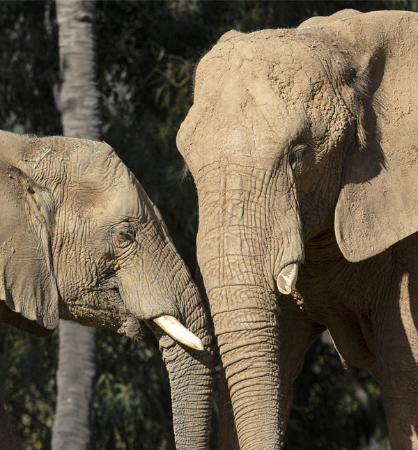 Two African elephants standing close together at San Diego Zoo Safari Park's Elephant Valley.