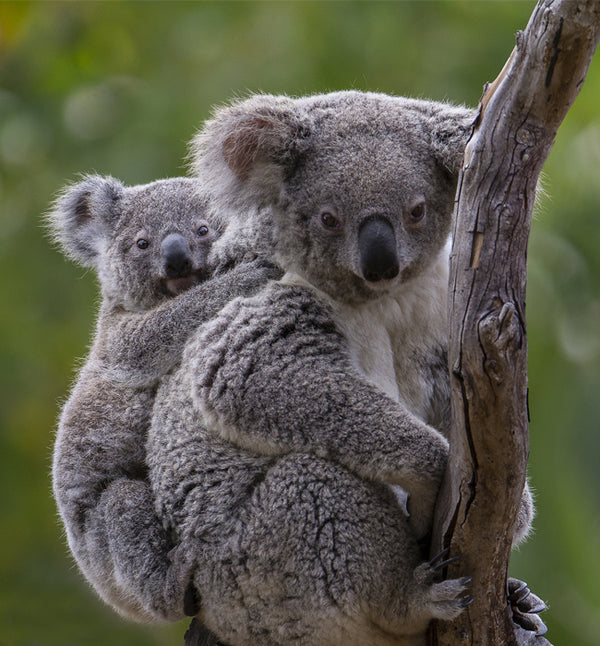 Koala mom and joey sitting on a branch at the San Diego Zoo.