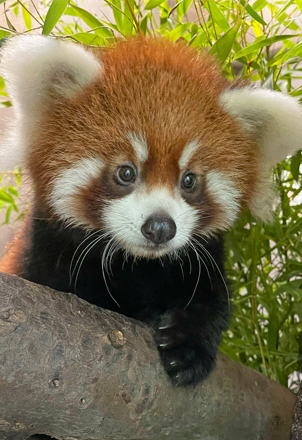 Red Panda Cub Pavitra at the San Diego Zoo