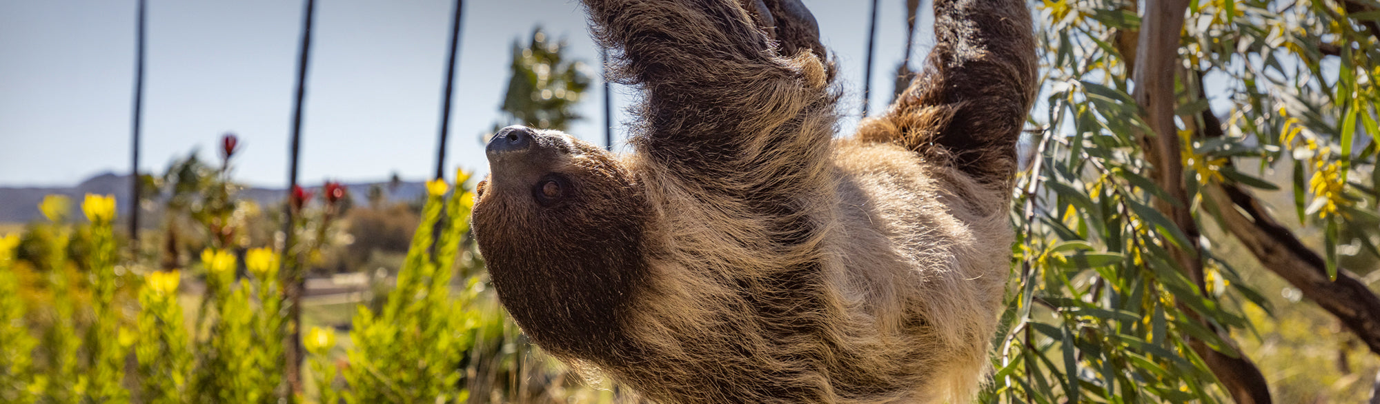 Sloth Store Shop to Support Sloths - ShopZoo